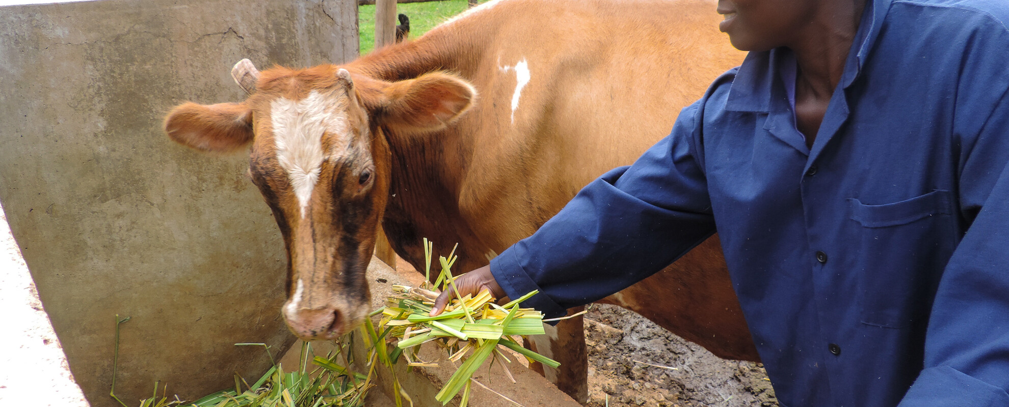 African woman farmer feeds cattle chopped fodder