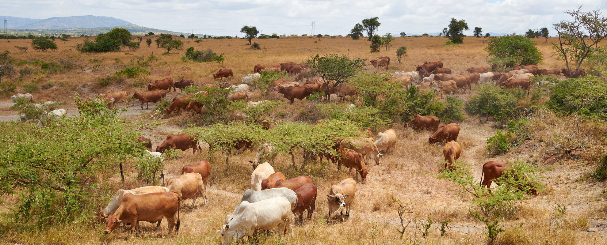 Livestock grazing in Kapiti Research Station (photo credit: ILRI/Eric Ouma)