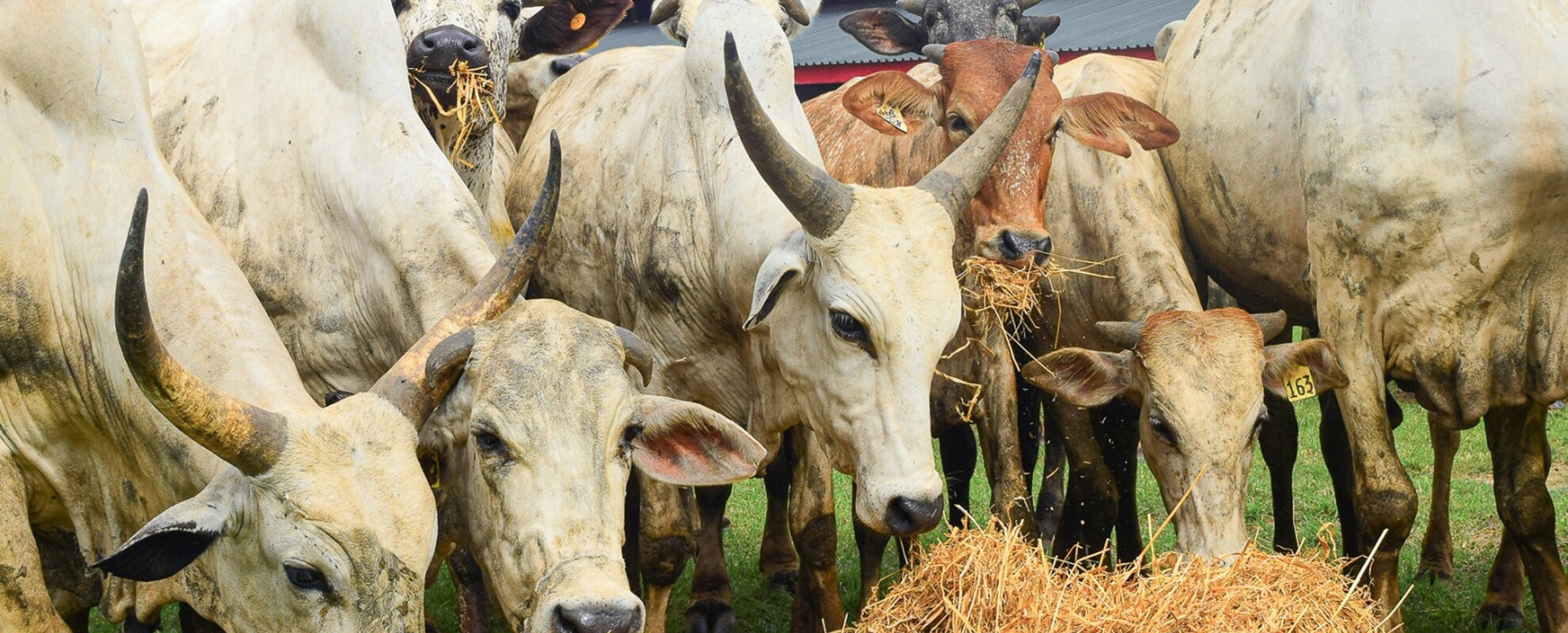 Cattle eating hay (ILRI/Folusho Onifade)
