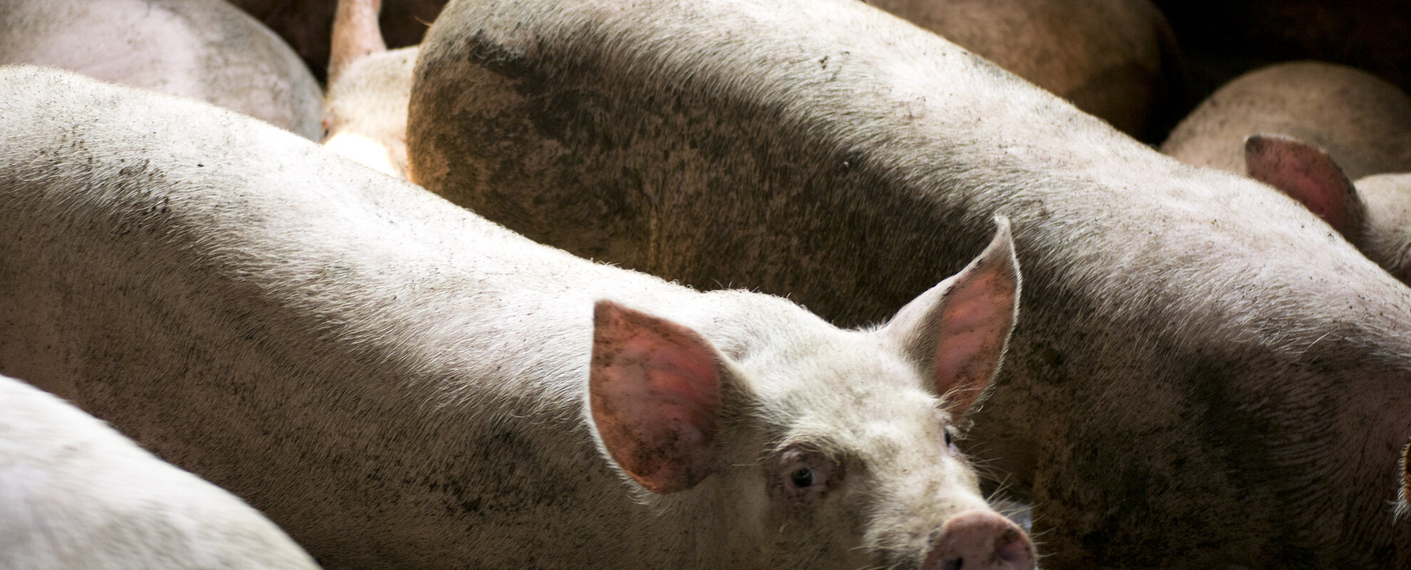 Smallholder pigs in northern-Vietnam (photo credit: ILRI/Andrew Nguyen).