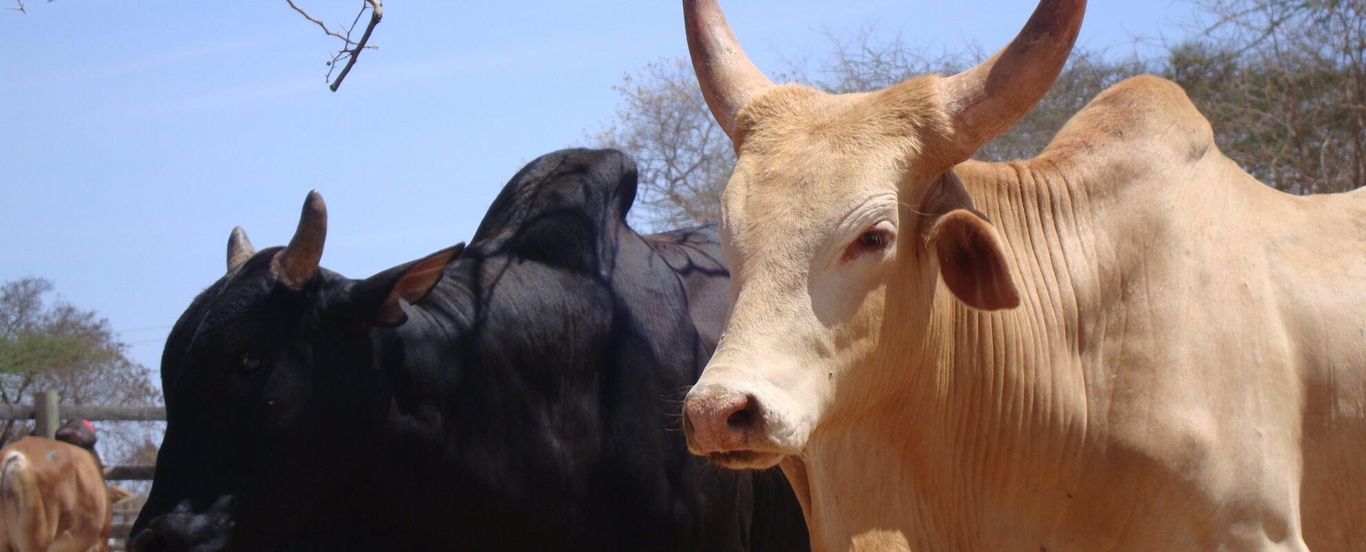 Cattle at a livestock market in Ukambani, Kenya