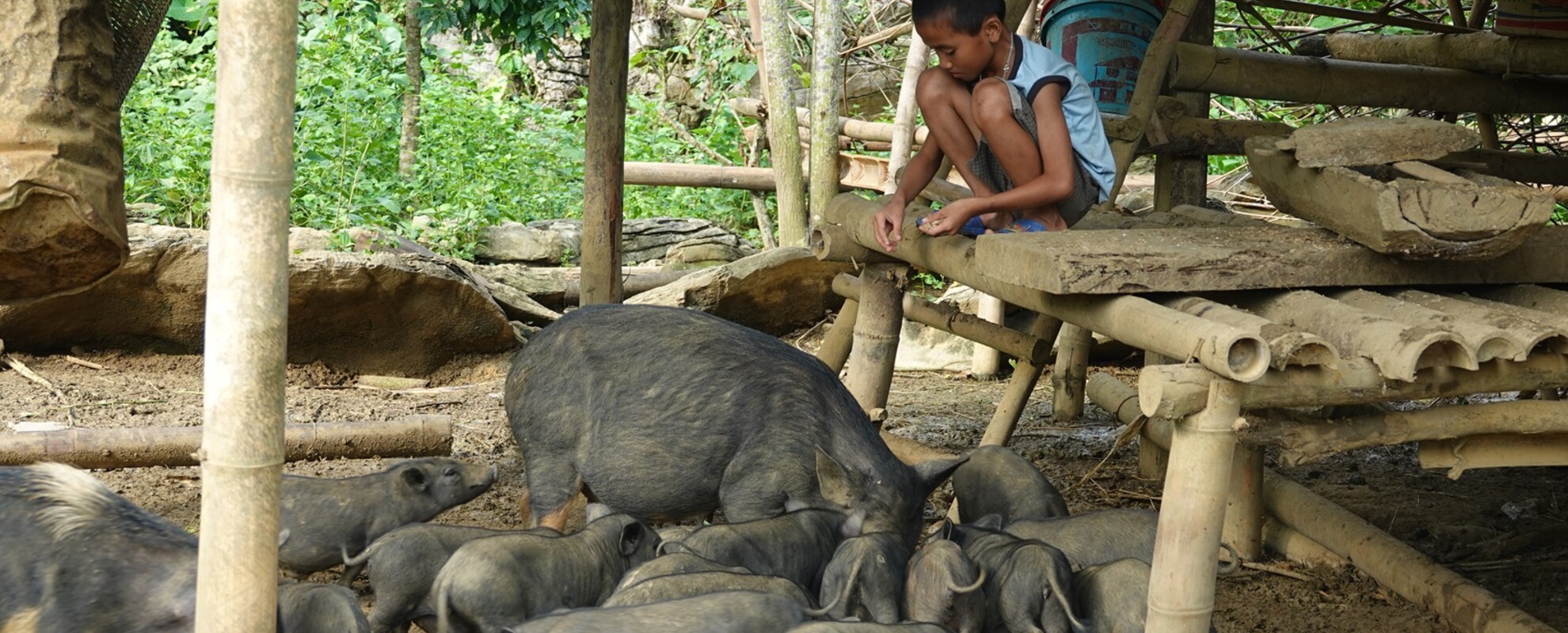 Boy feeding Ban pigs on his family farm.