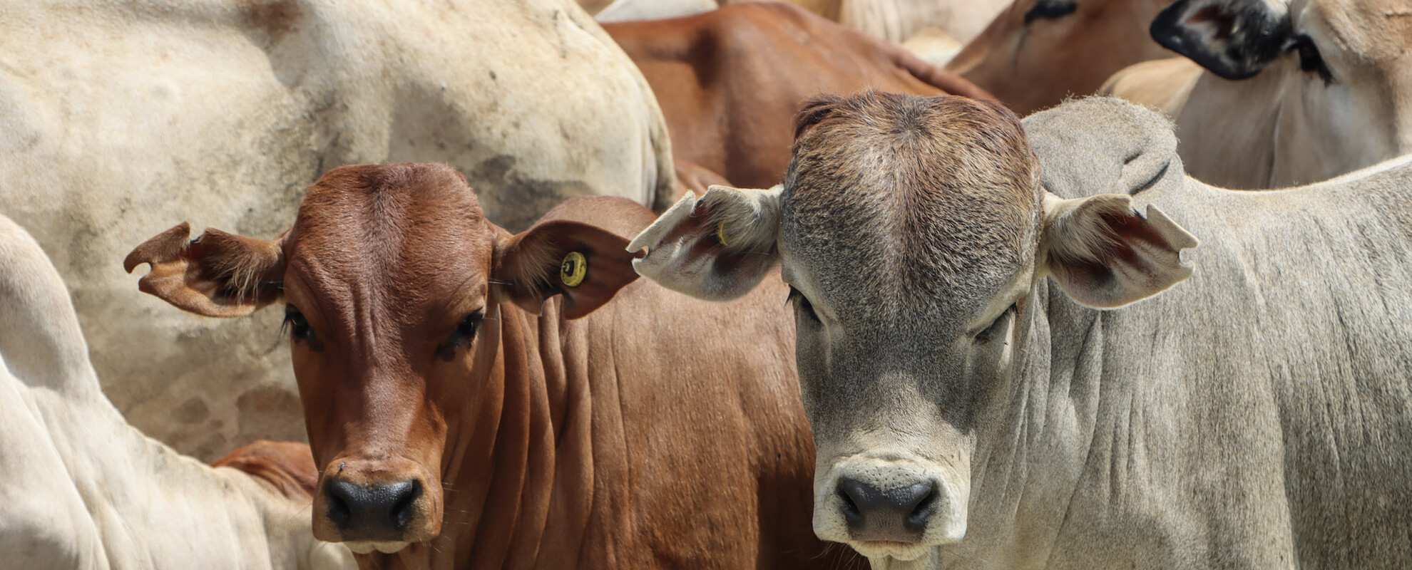 Borana calves at ILRI's Kapiti Research Station & Wildlife Conservancy