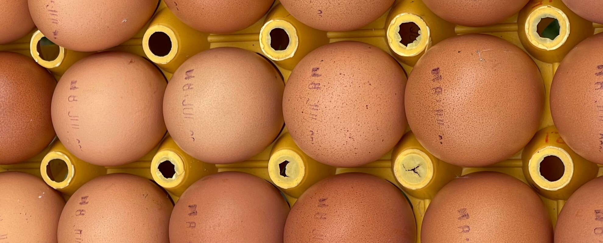 Eggs produced at the ILRI poultry facility