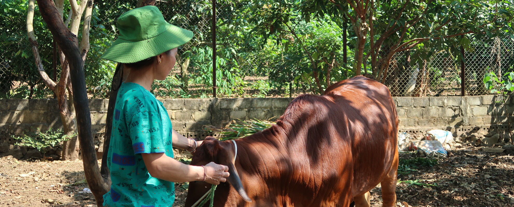 A cattle farmer in Son La Province