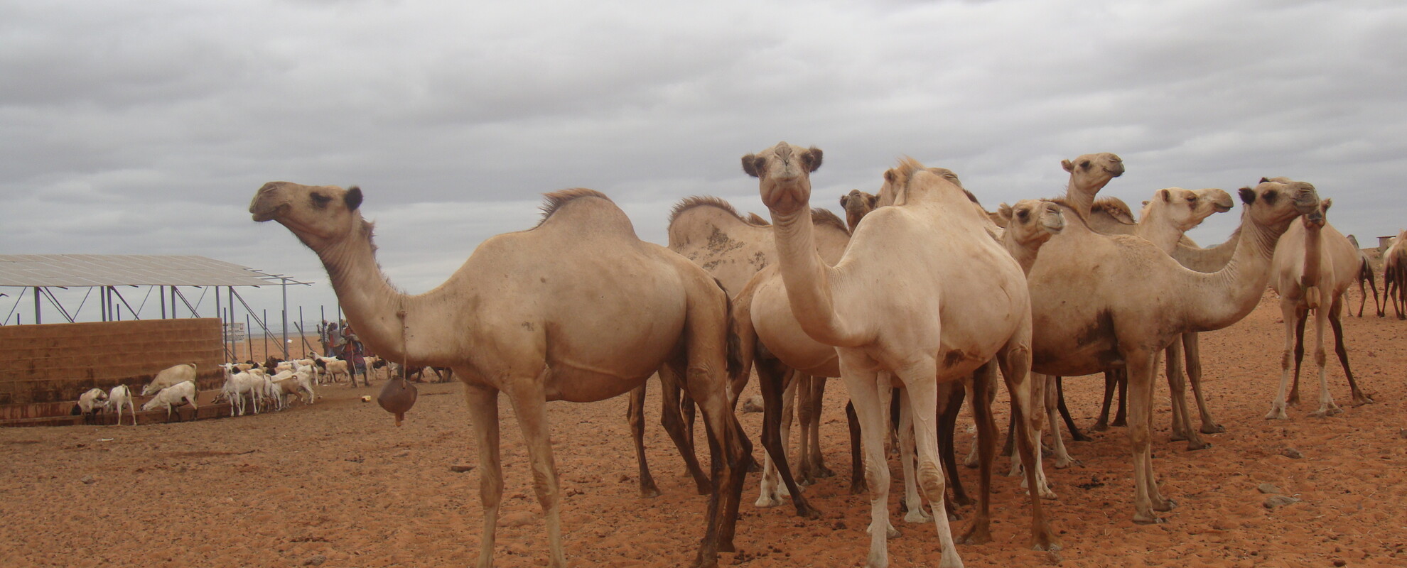 Livestock at Burgabo, Marsabit County - Northern Kenya