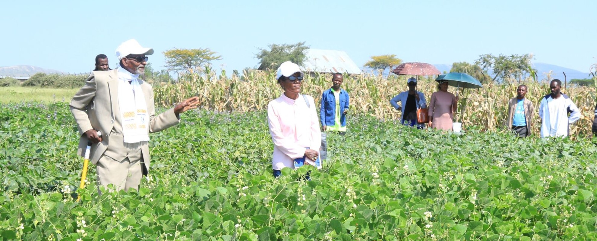  Maize-forage intercropping field visit 