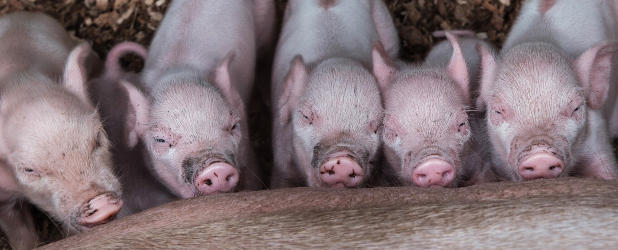 Piglets at a farm in Uganda (photo credit / ILRI- Pamela N. Wairagala)