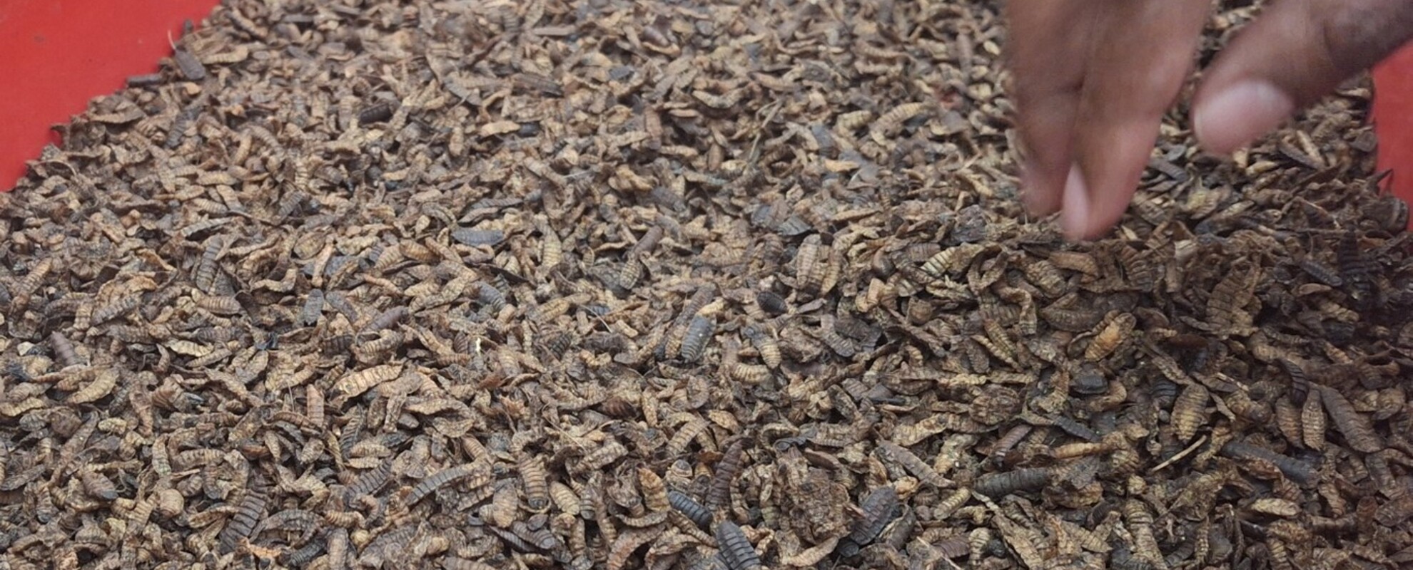 Black soldier fly larvea