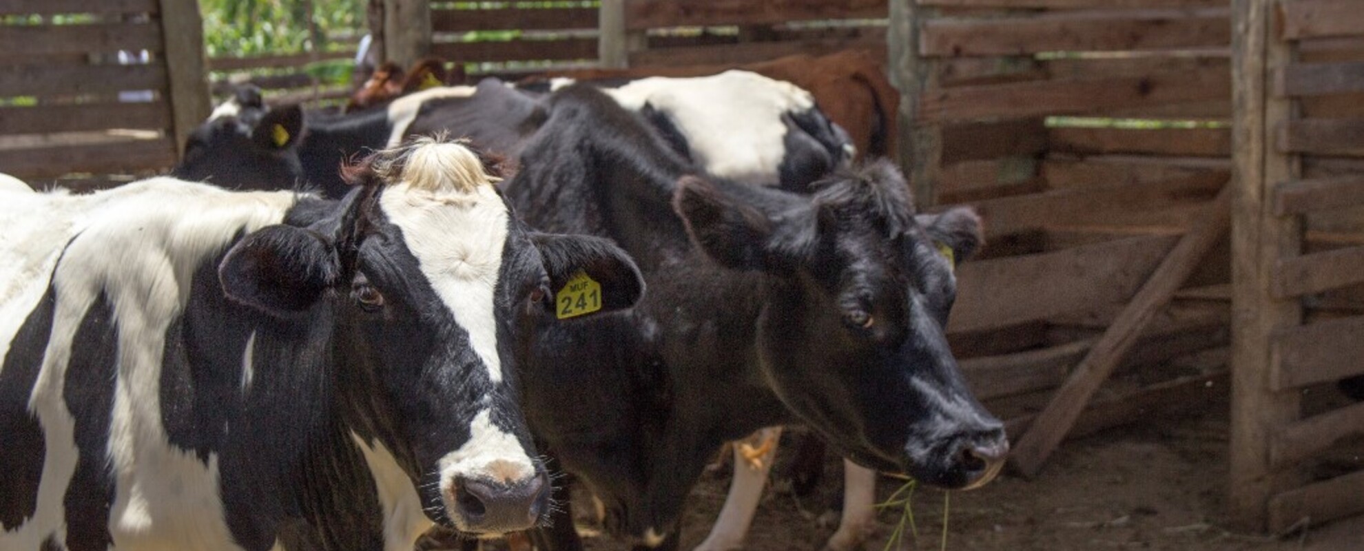 Cattle in an improved barn that makes daily cleaning easier