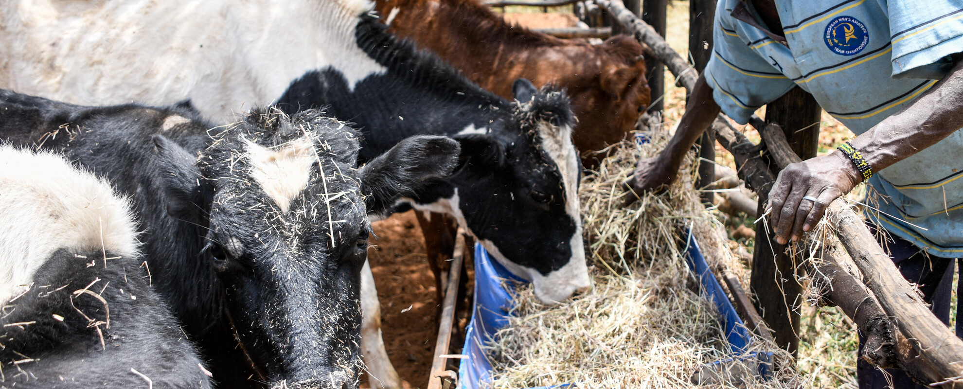 Dairy cattle feeding