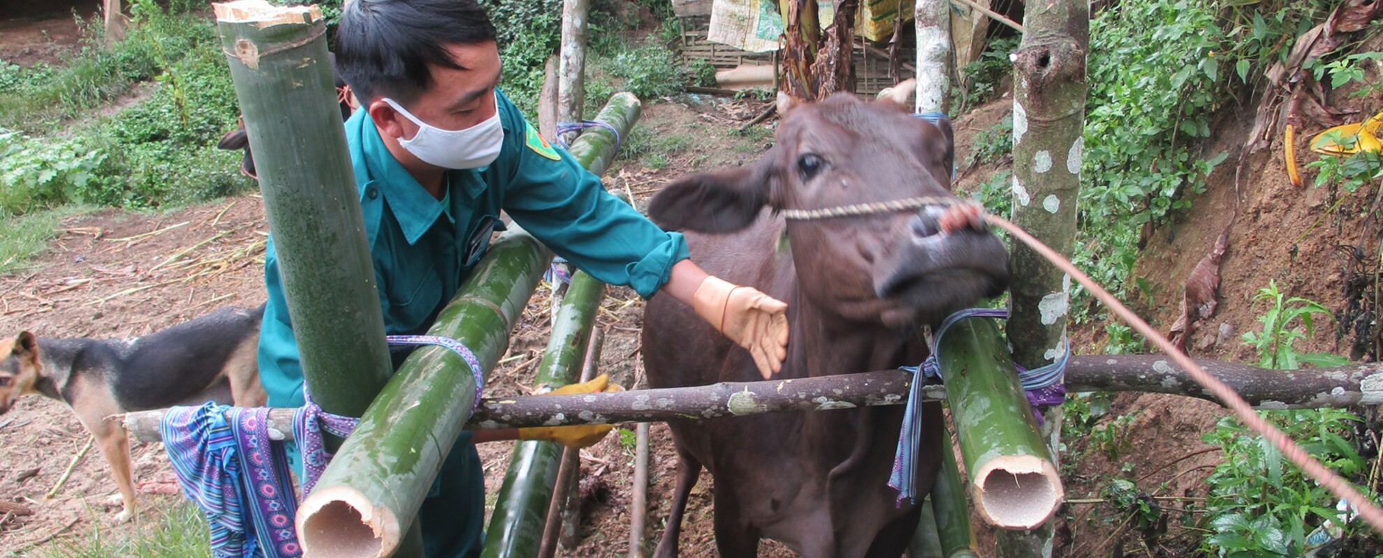 A veterinarian checks cattle health on a farm.