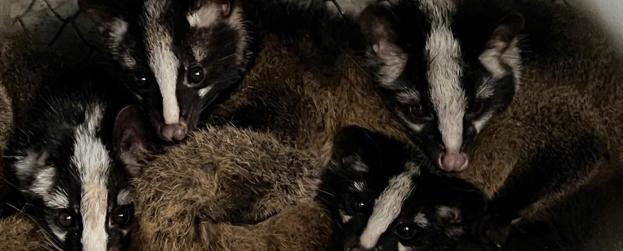 A civet farm in Thai Nguyen Province, Vietnam