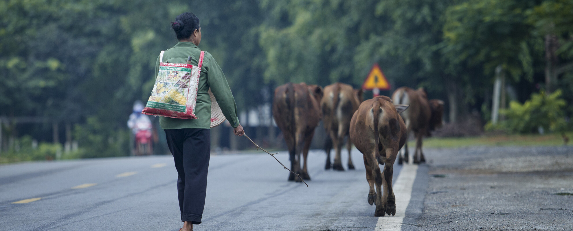 On the road of Tan Lac district of the mountainous province of Hoa Binh, people can see modern vans as part of the fast urbanisation process in Vietnam while seeing livestock wandering. Agriculture still dominates this country (photo credit: Vu Ngoc Dung).