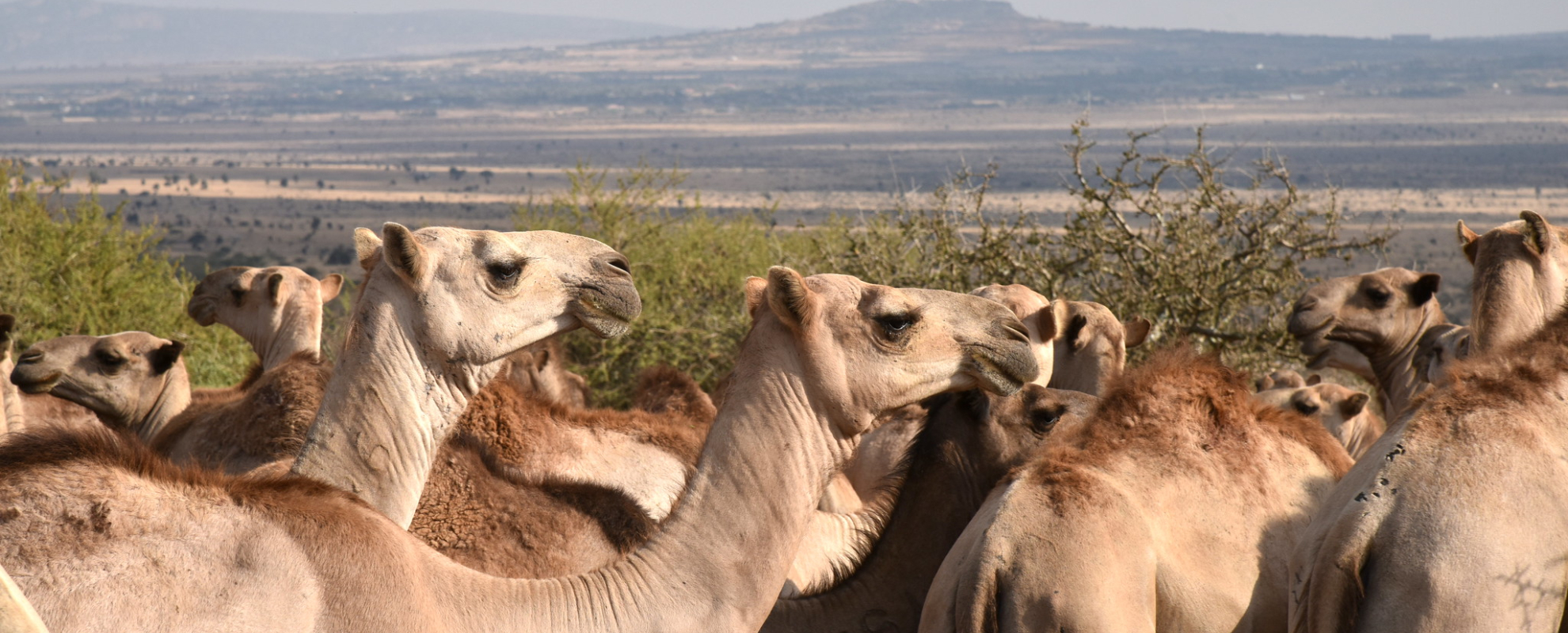A veterinary medicine for dromedary camel health and welfare training was held at the ILRI Kapiti Research Station 1-5 April 2019 (photo credit: ILRI/Paul Karaimu).