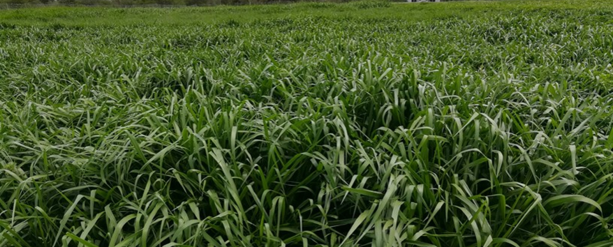 Brachiaria grass in full bloom at Kapiti Ranch (photo credit: Sita Ghimire/ILRI).