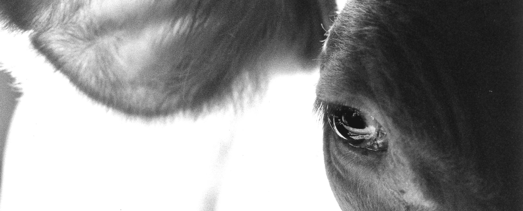 Picture of a cow 