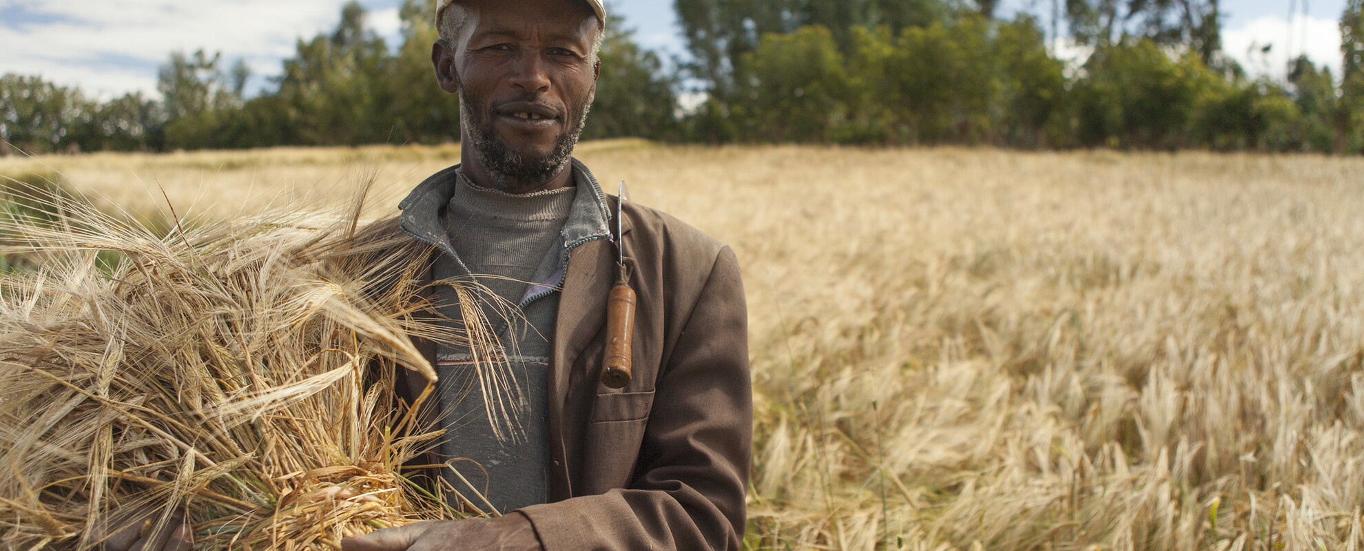 Ethiopian man with barley crop