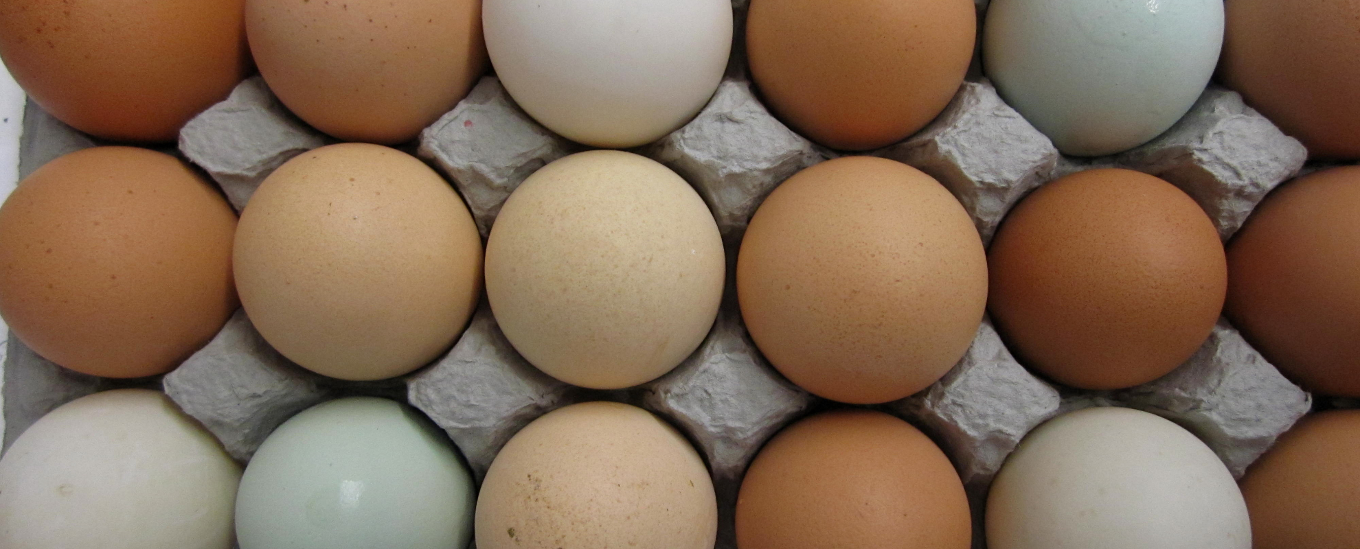 A row of eggs