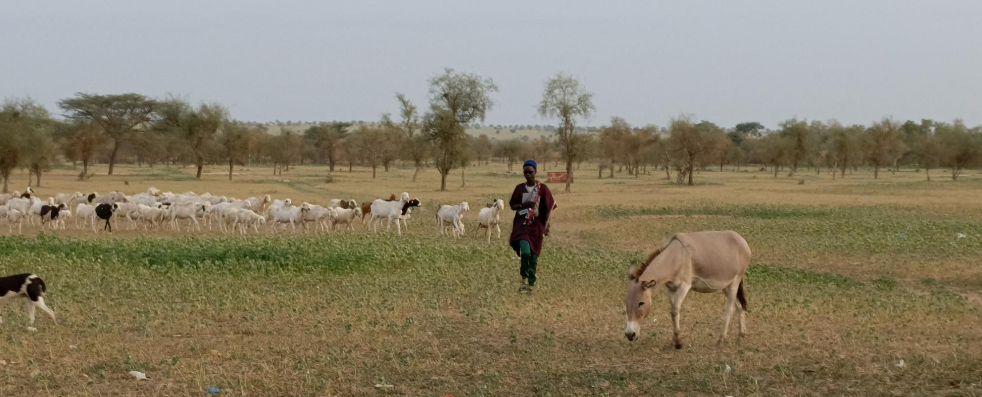 Reaching millions of farmers through climate information services  