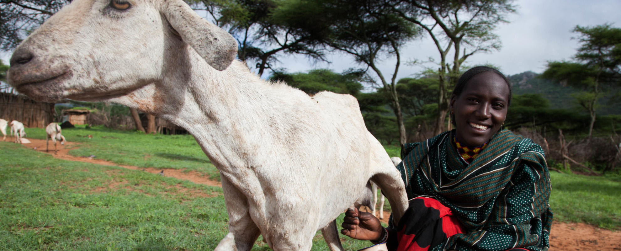 A women pastoralist milks her goat