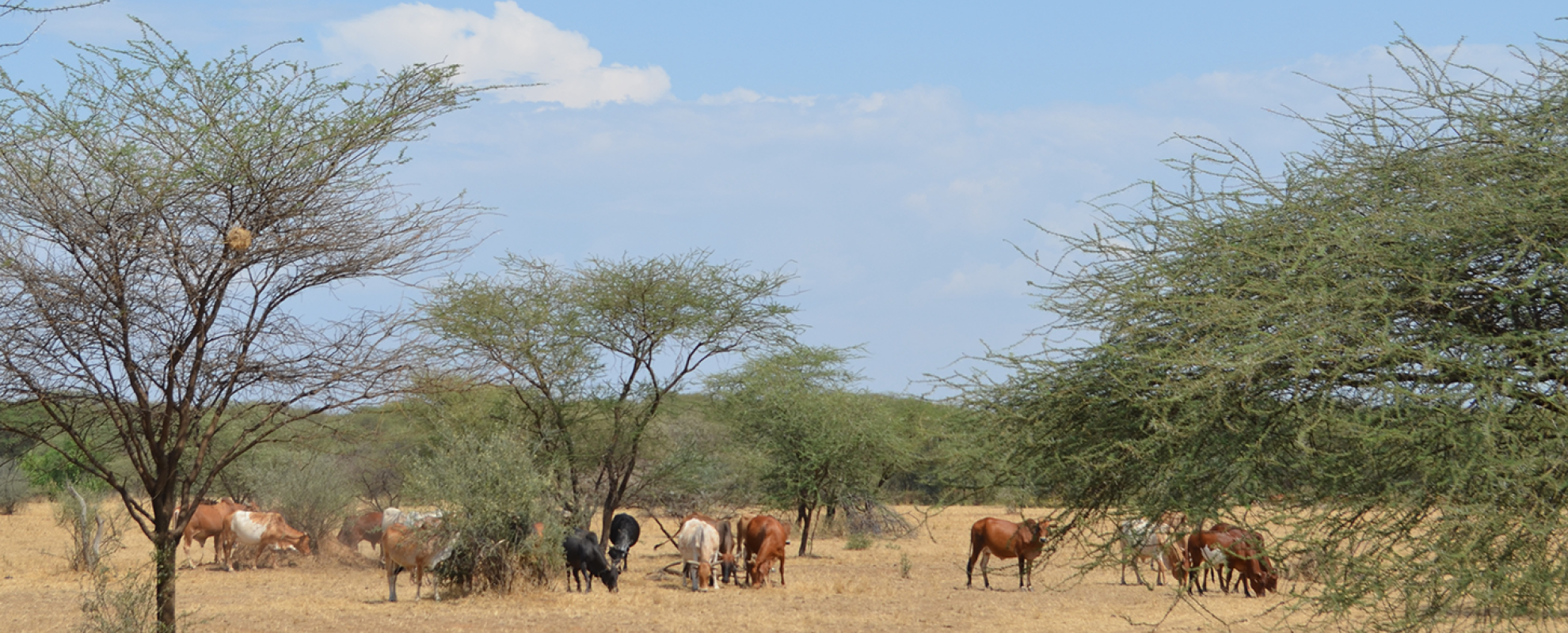 Cattle graze in a pasture reserved for the dry season in a conservancy under community-based rangeland management in Kajiado County, Kenya (photo credit: ILRI/Jason Sircely).