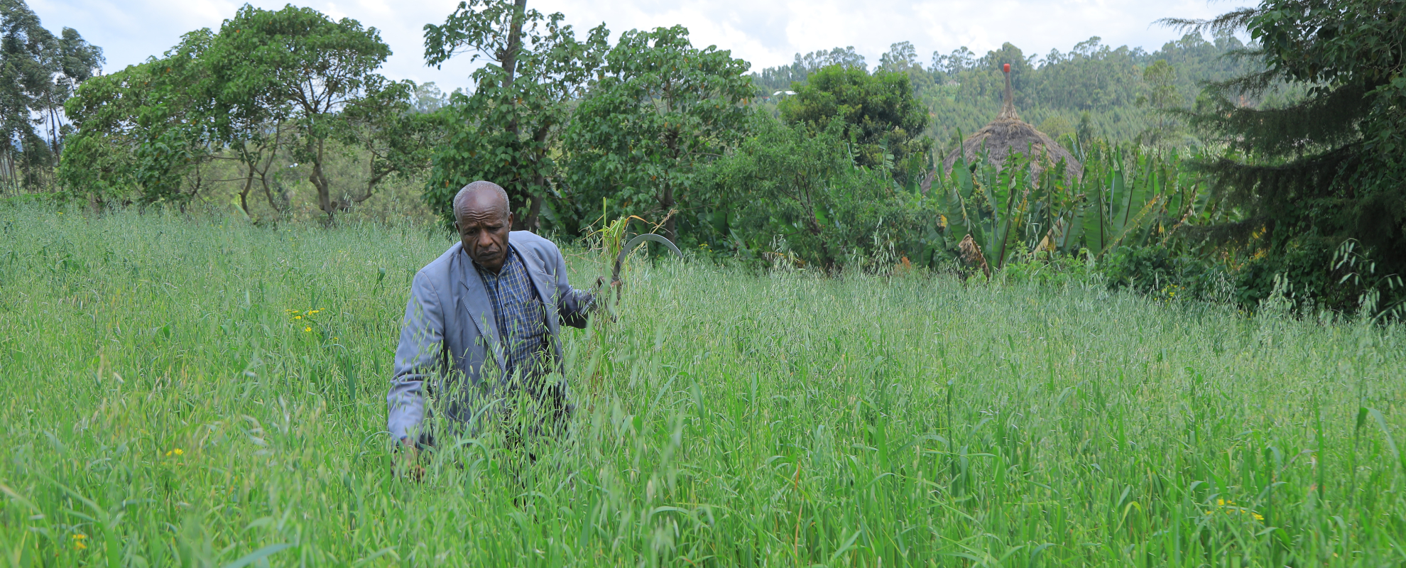 Ayele Harvests fresh forage 