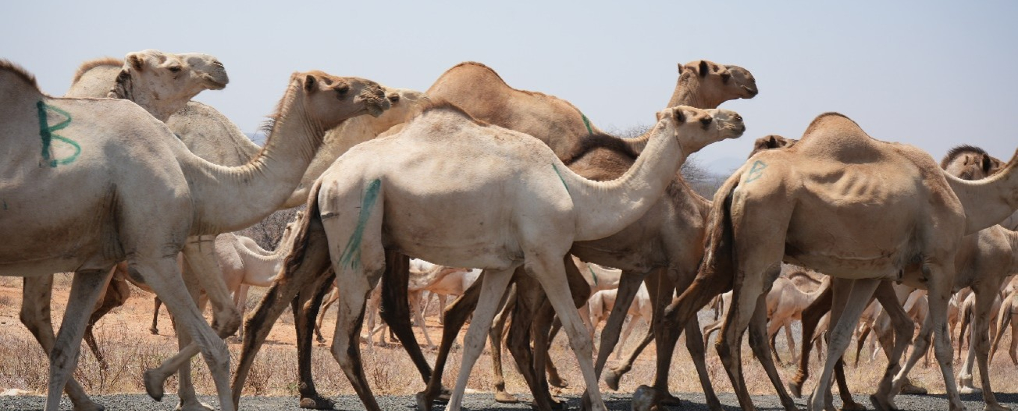 Photo of camels in Moyale, Kenya