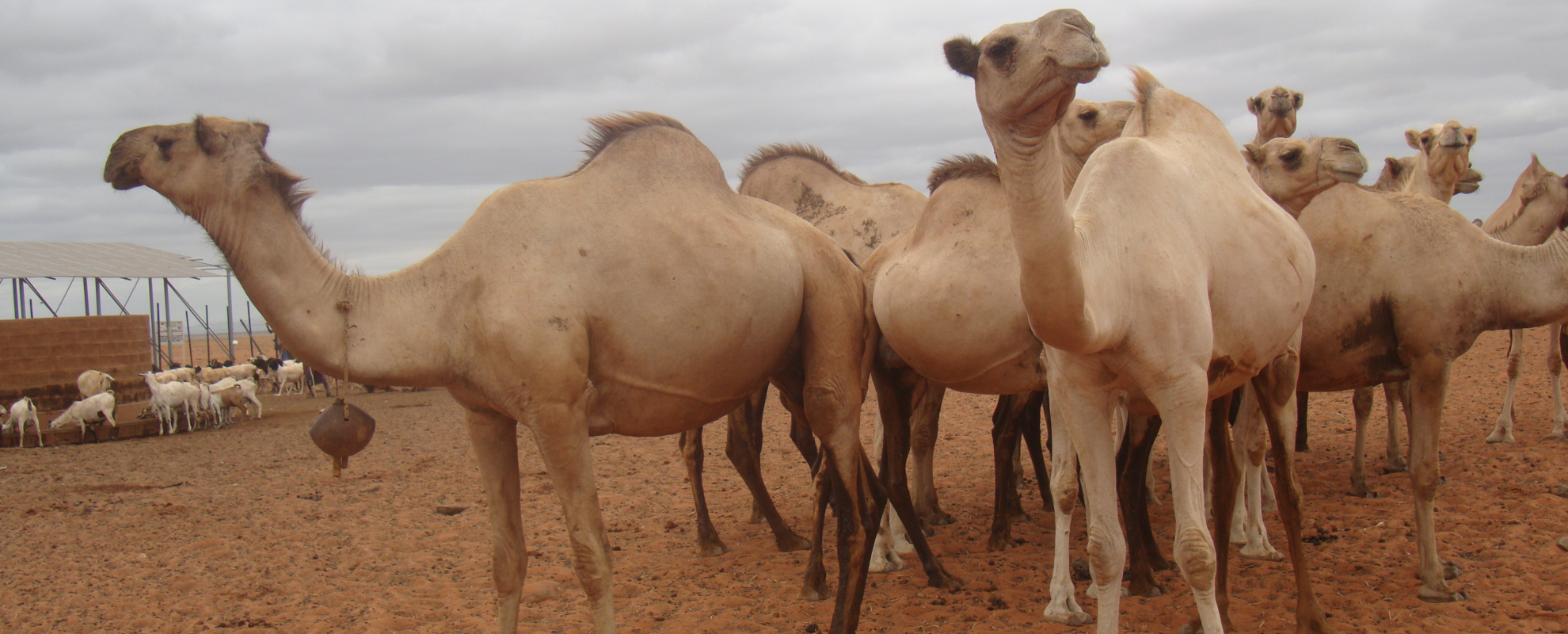 Camels at a watering hole in Marsabit, Kenya