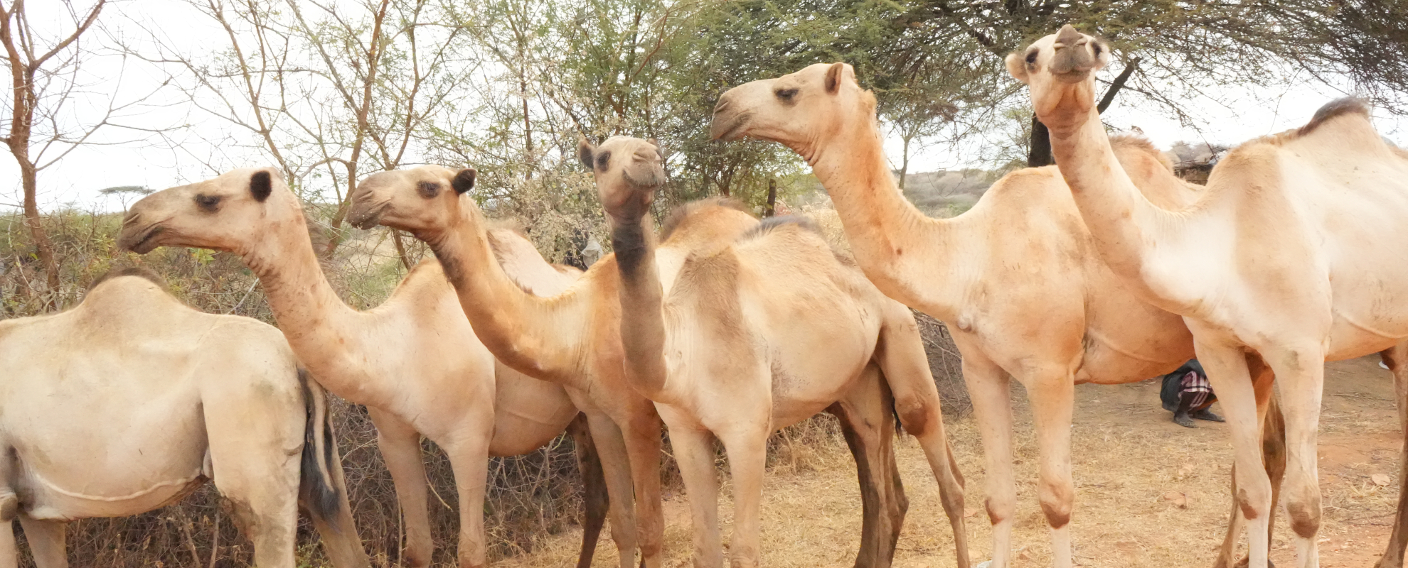 Camels in Ethiopia