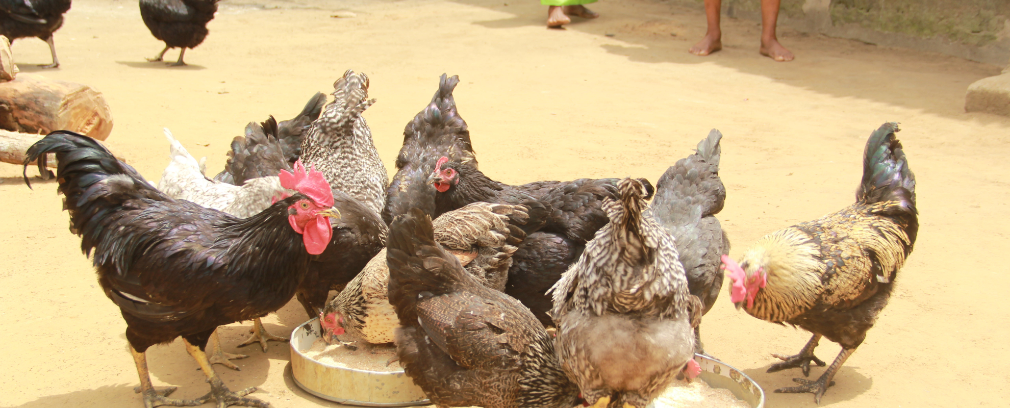 Smallholder chicken farming in Nigeria