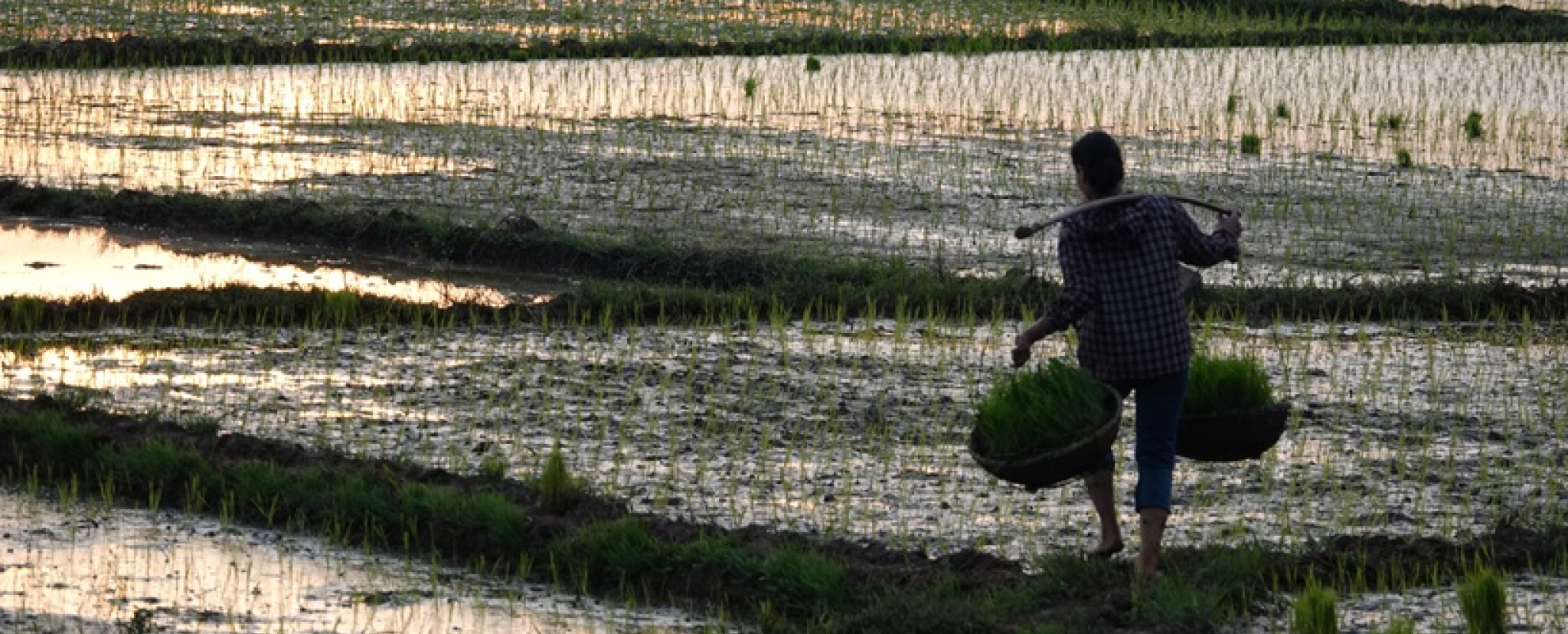 A farmer on a paddy field in Vietnam