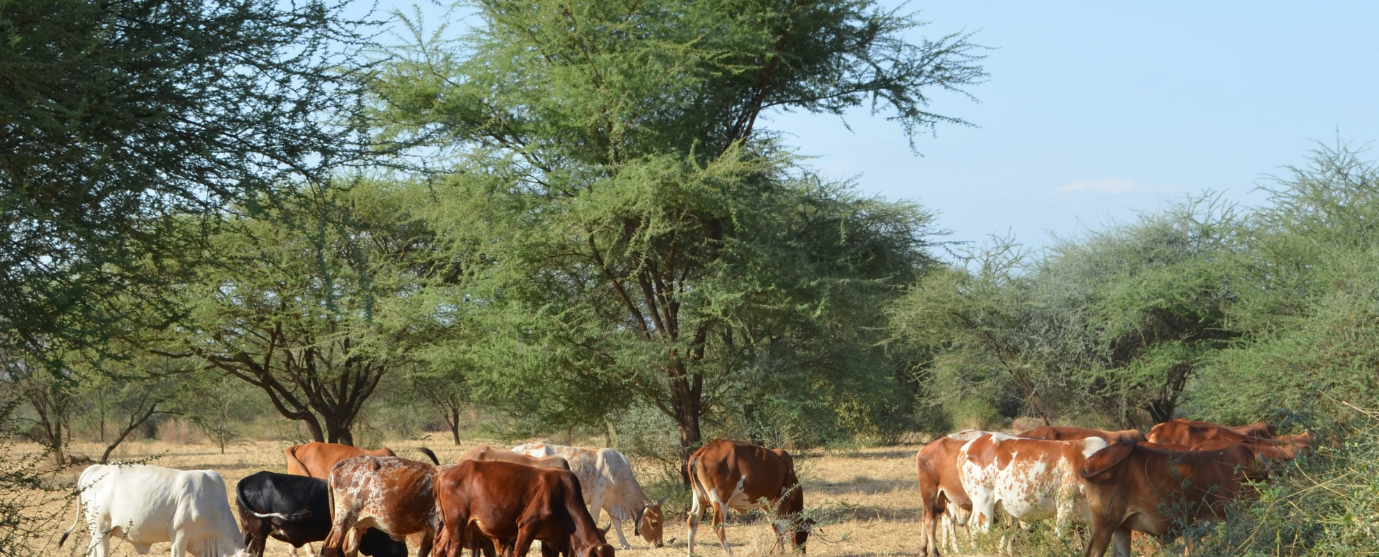 Cattle graze in a pasture reserved for the dry season in a conservancy under community-based rangeland management in Kajiado County, Kenya (photo credit: ILRI/Jason Sircely).