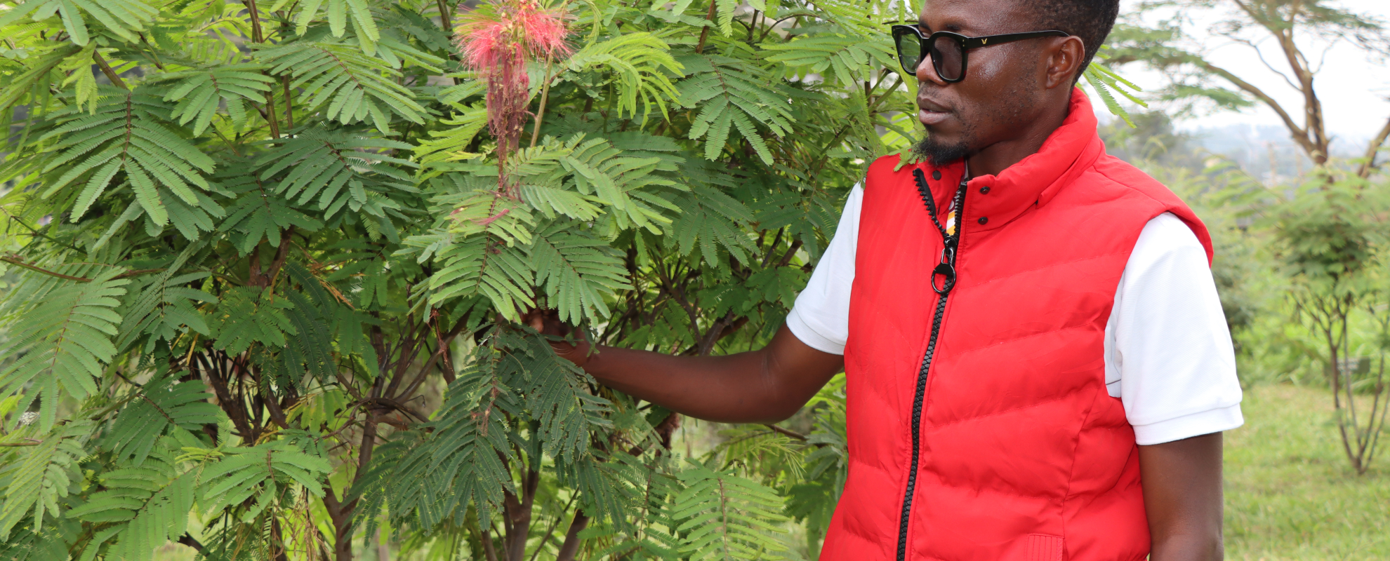 ILRI technical assistant holding Calliandra calothyrsus a fodder shrub grown at the ILRI farm in Nairobi Kenya (photo credit: ILRI/Grace Oduor)