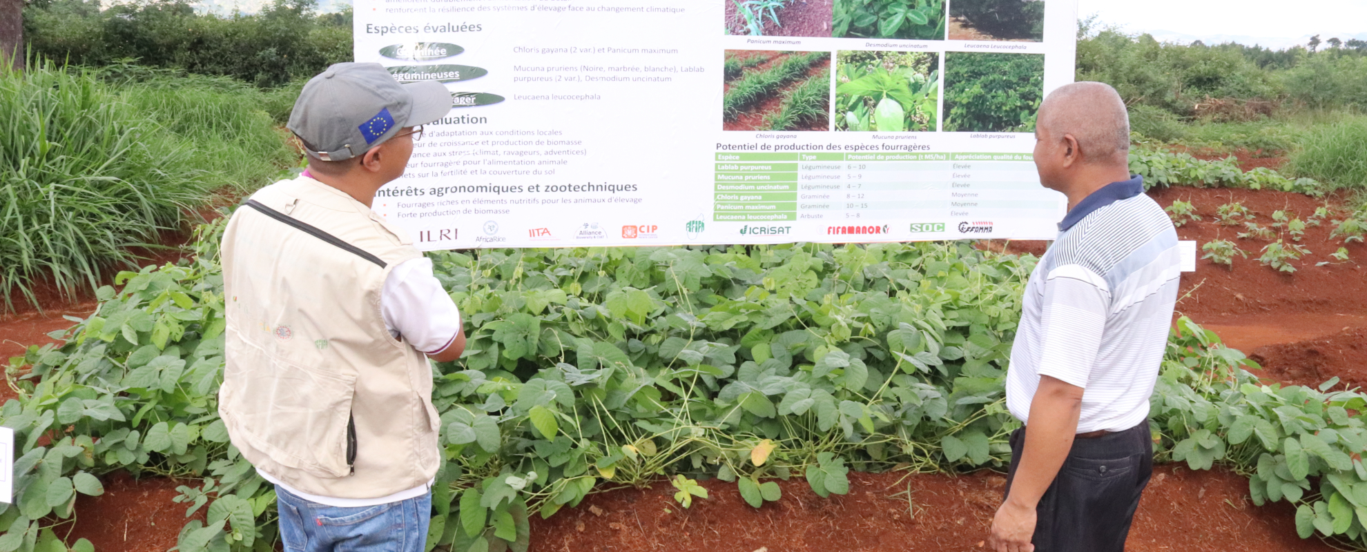 Mucuna gains ground as a dual solution for forage availability and soil fertility in Madagascar
