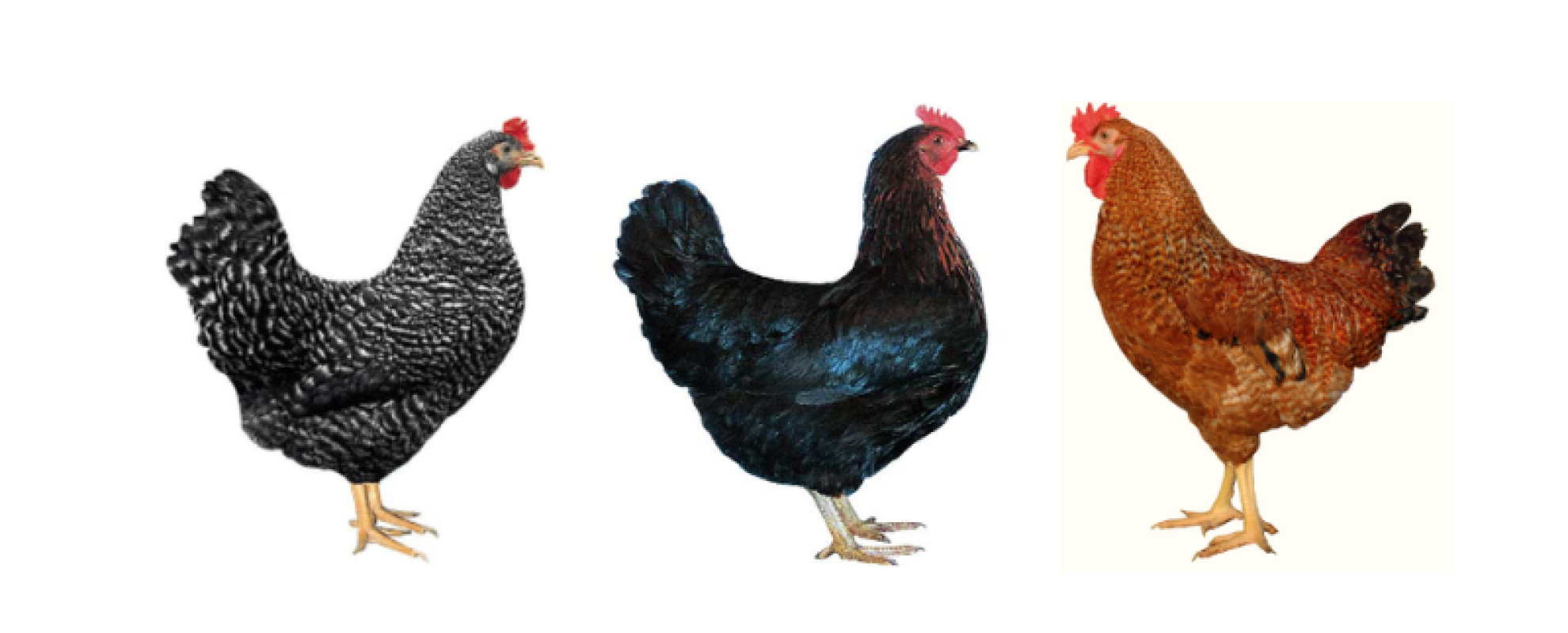 KALRO's dual-purpose chicken breeds