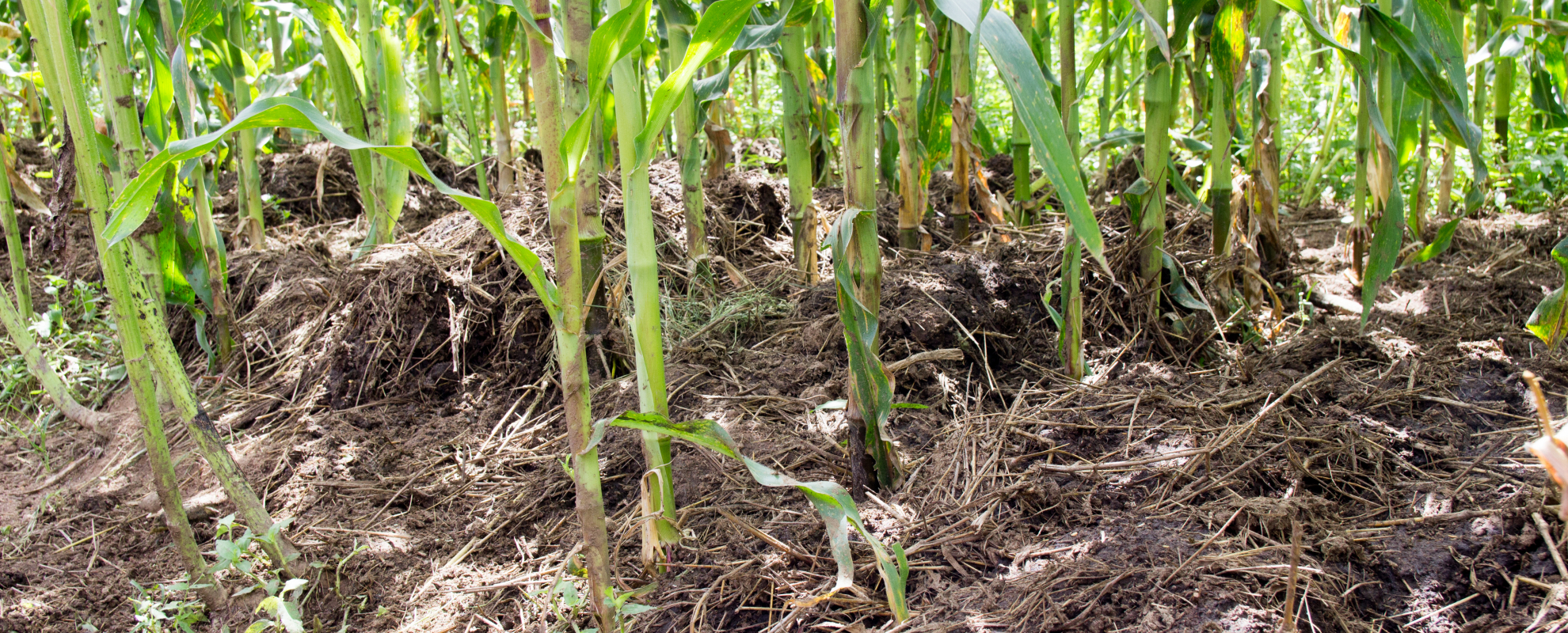 Manure directly applied to a smallholder maize field