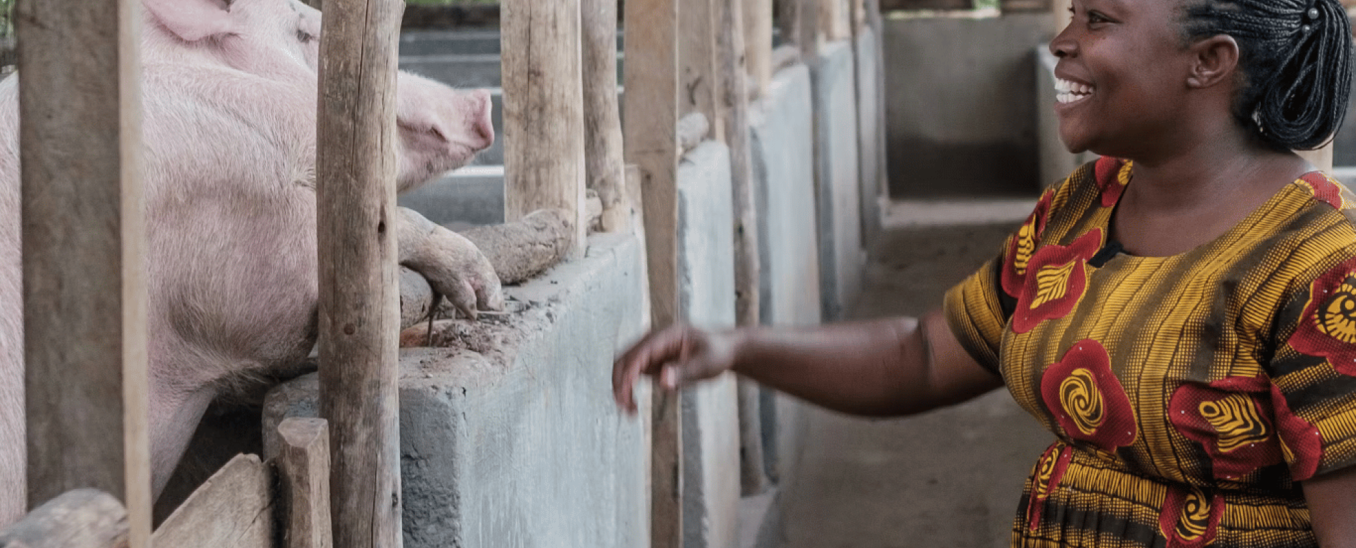 A pig farmer in Masaka district, central Uganda, tends to one of the pigs on her farm. Summy Surdani/ILRI