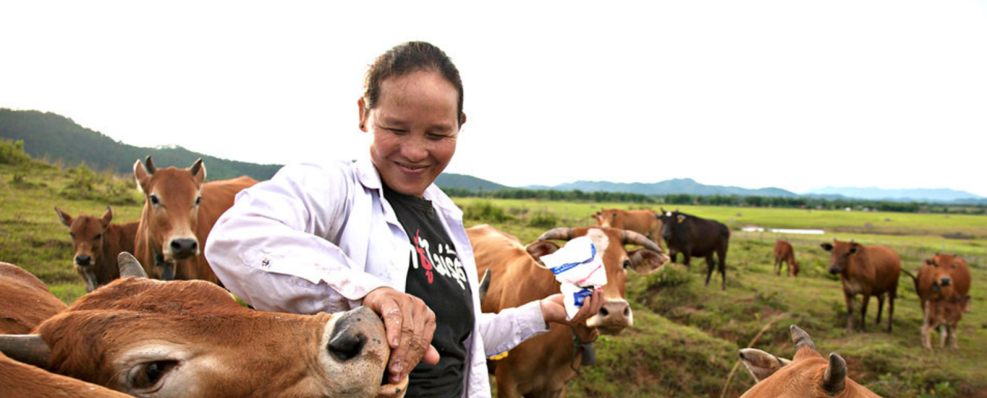 A smiling woman feeding her cows 