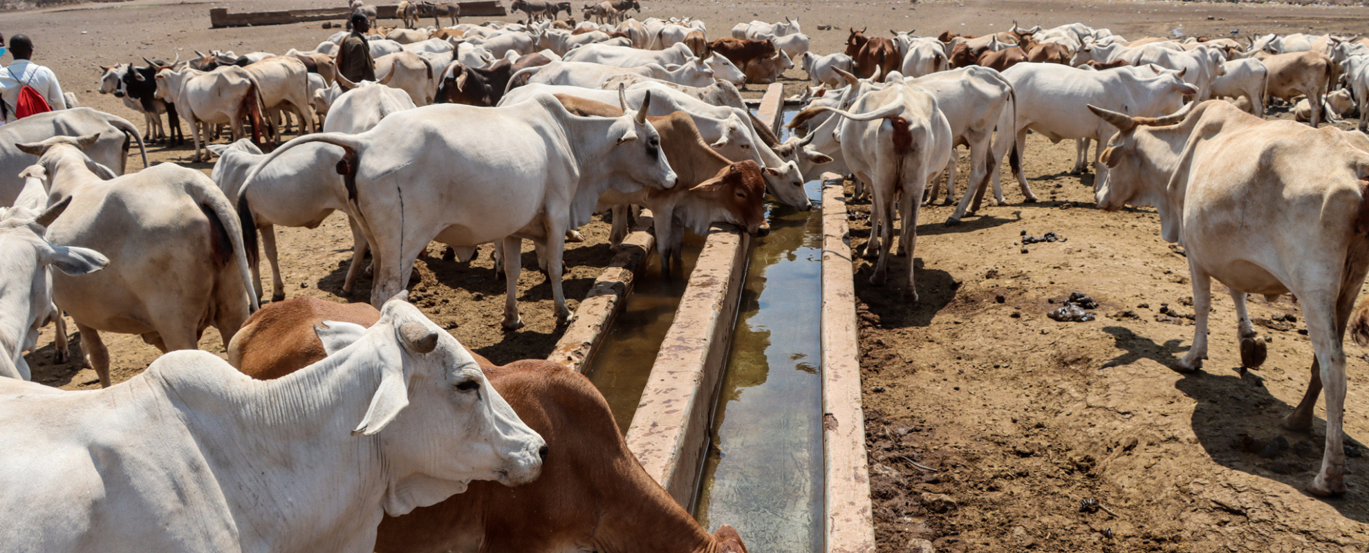 Innovation places communities at the heart of restoring rangelands in East Africa