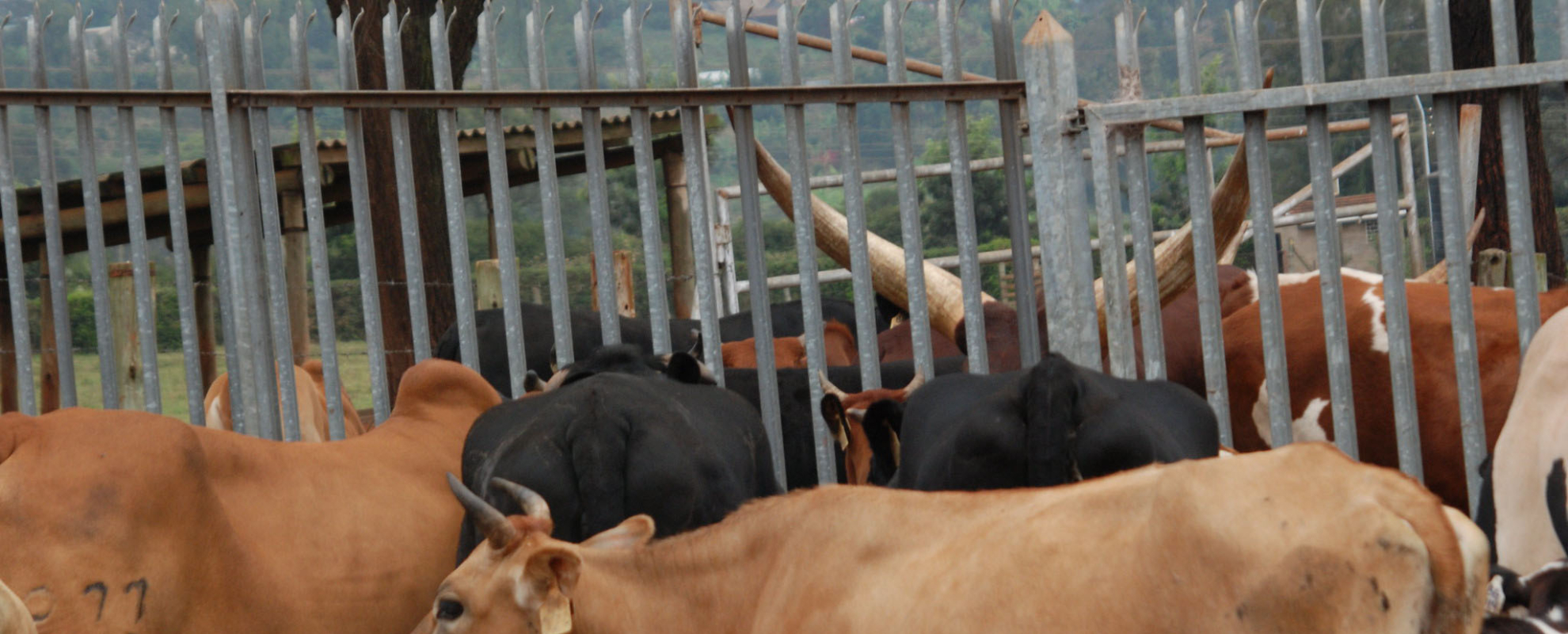 New partnership between ILRI and livestock off-takers targets stronger markets, better feeds and climate resilient livestock in Kenya.