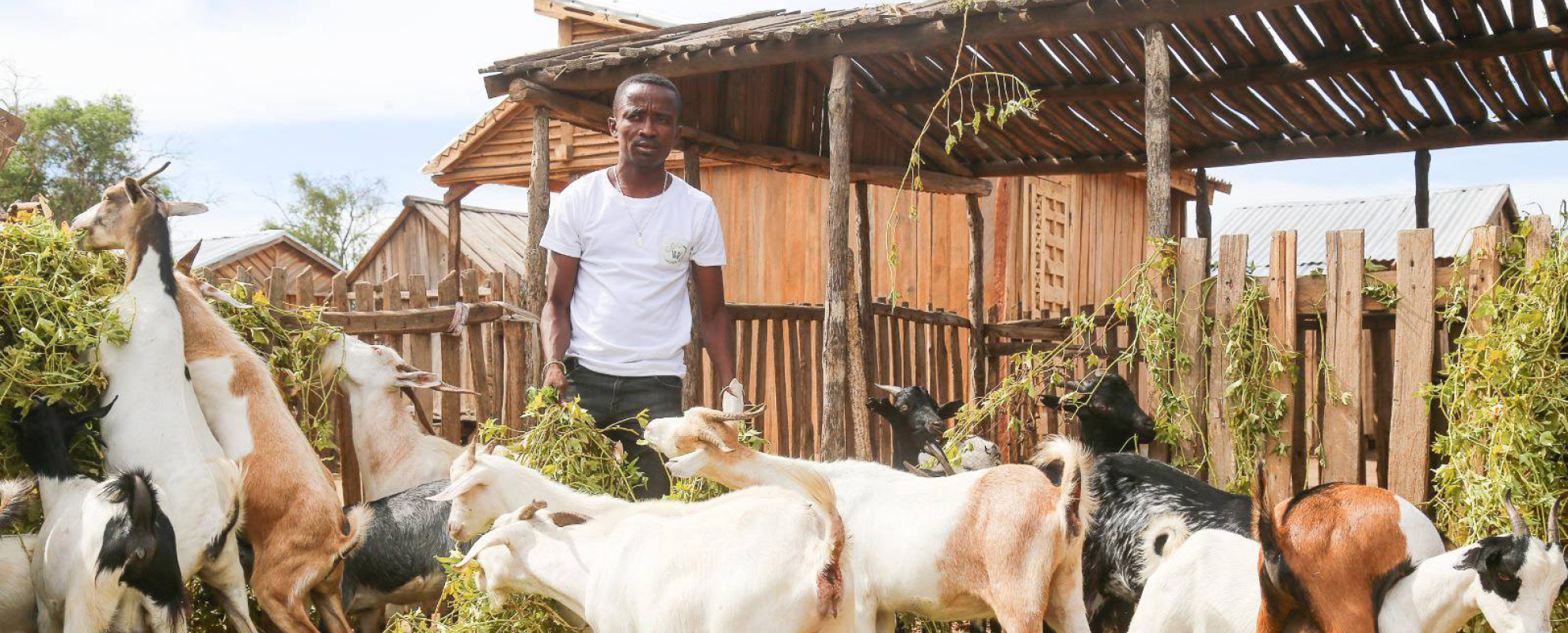 From analysis to action: livestock research helps Madagascar transform its livestock sector 