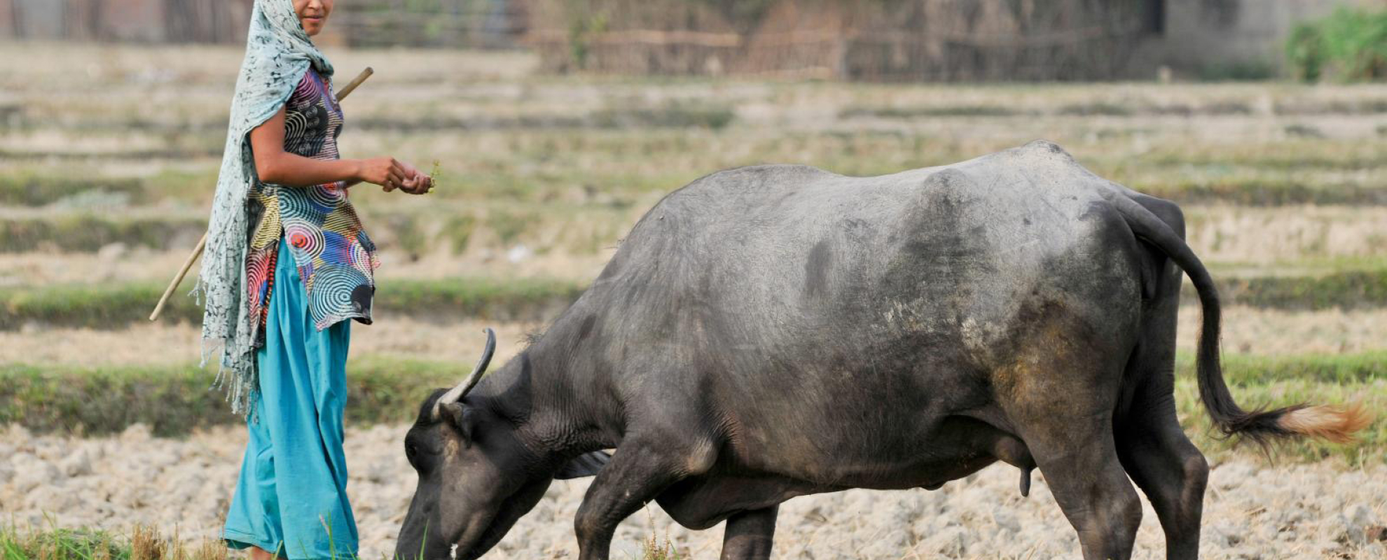 Bringing livestock services closer to farmers in Nepal