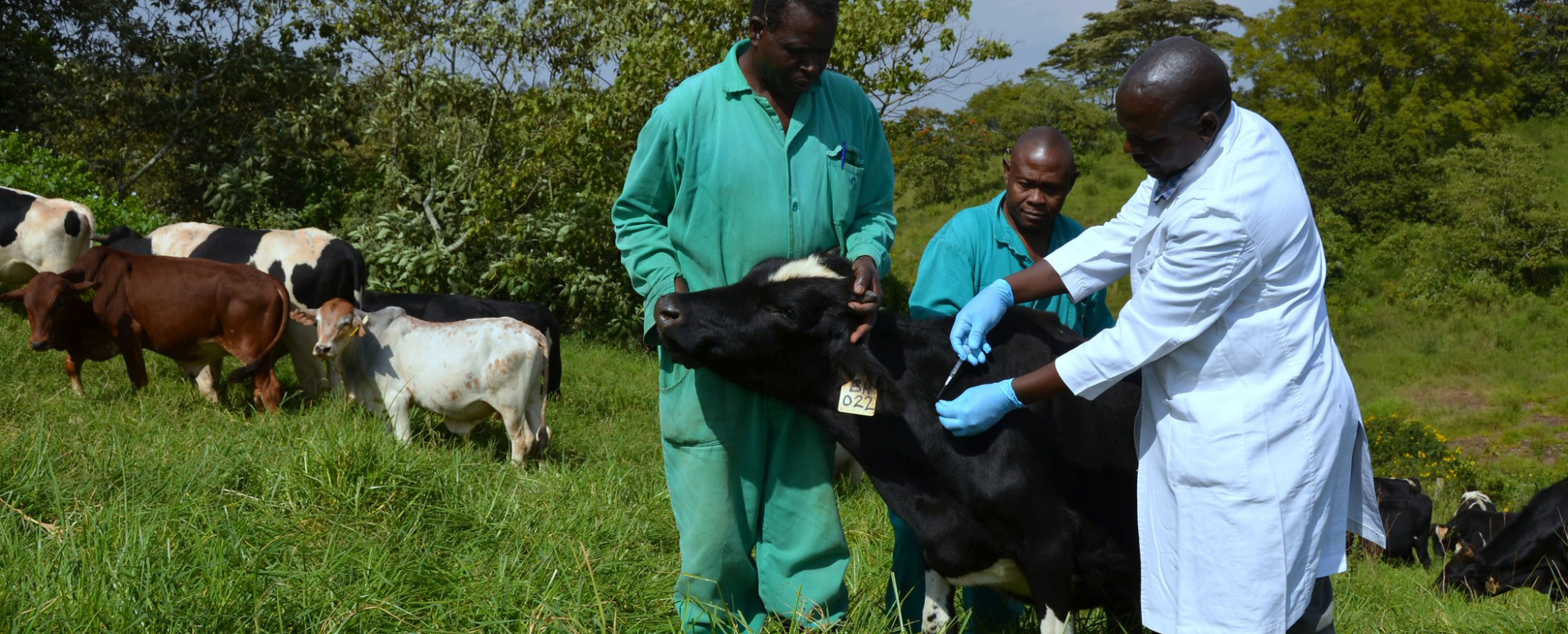 ILRI research is working towards more effective livestock vaccines 