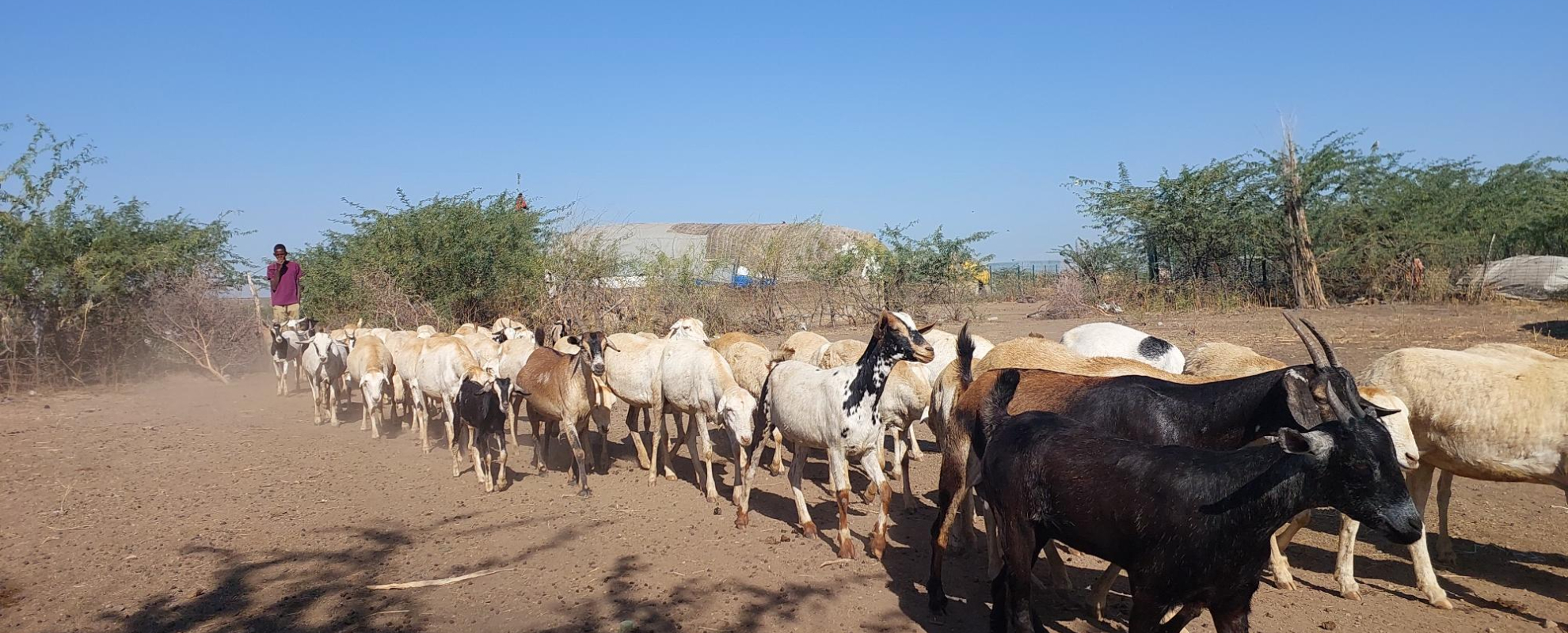 Animals lined up in the rangelands
