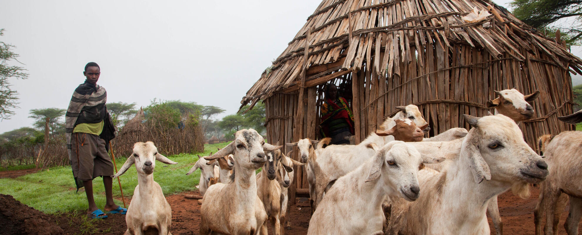 African livestock systems’ emission intensities are not as high as believed and potential avenues to reduce them