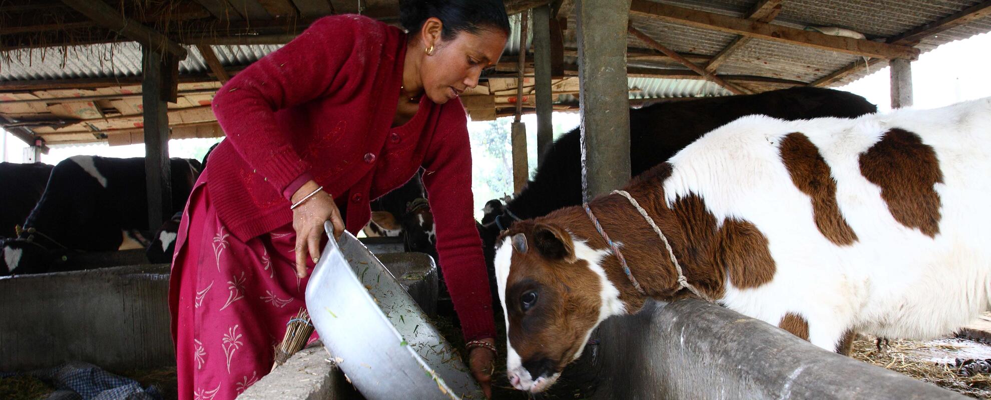 ILRI launches livestock research for development programs in Nepal