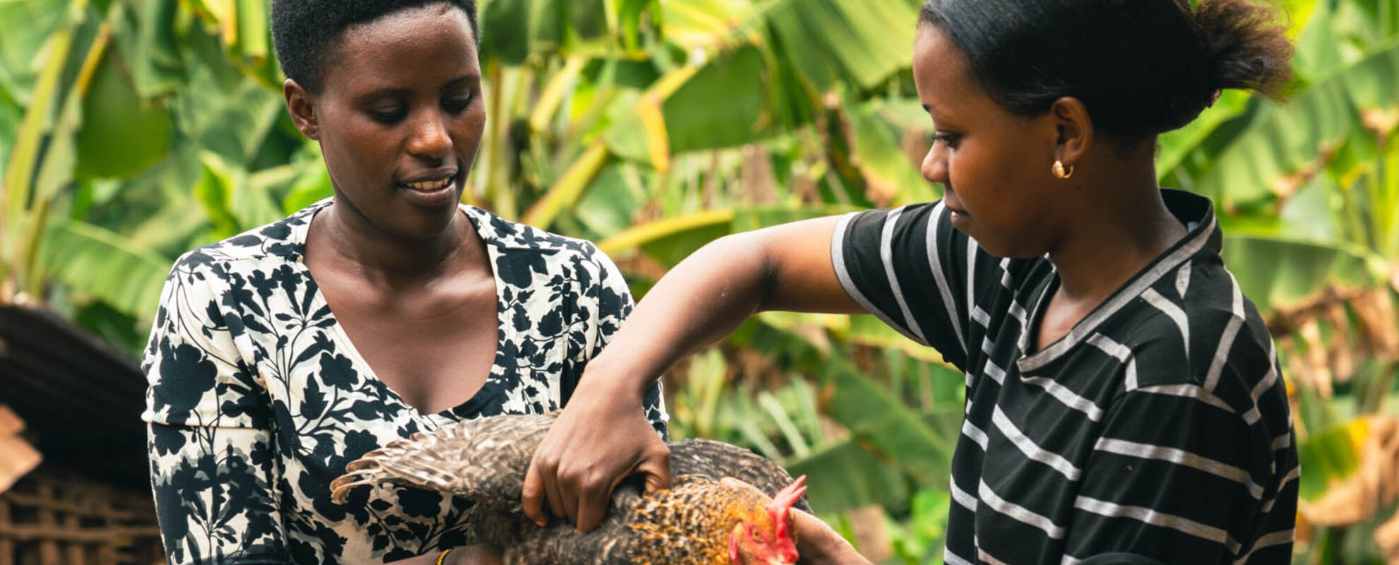 Gender, equity, diversity and inclusion in livestock systems