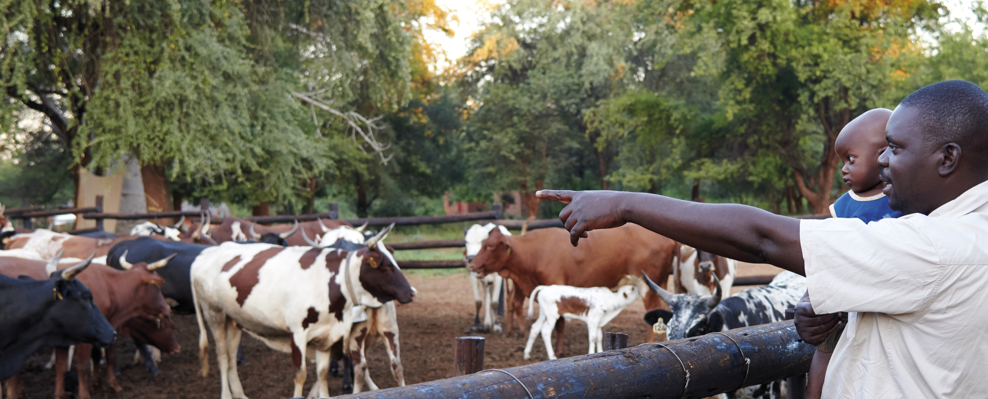 The story of cattle book
