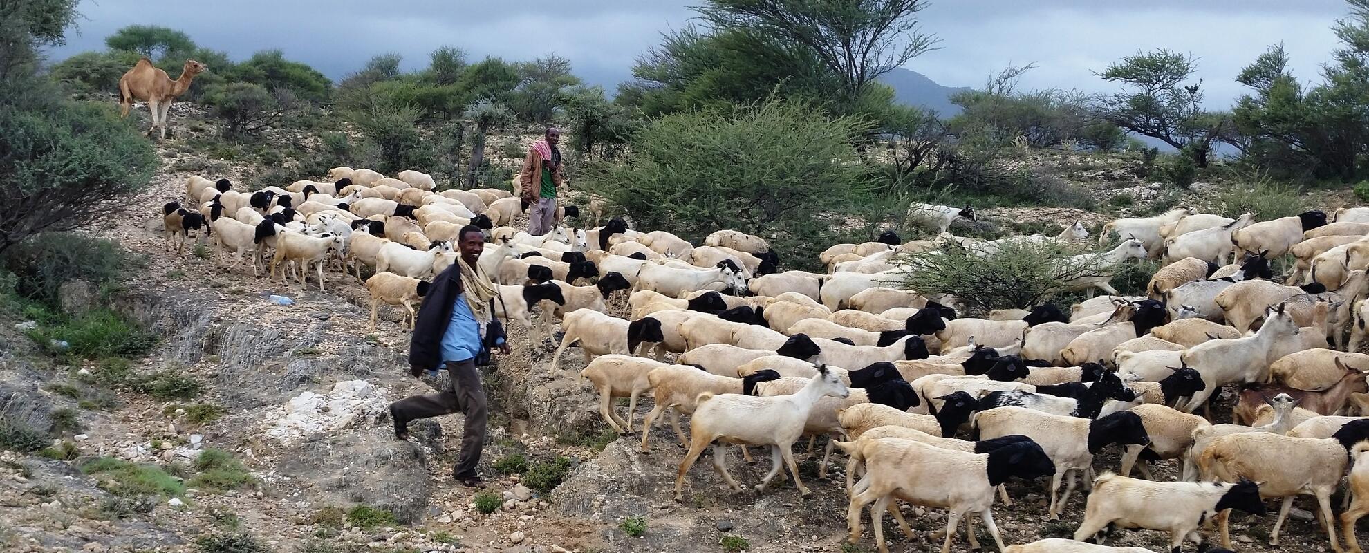 Somali sheep and goats